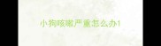 小狗咳嗽严重怎么办