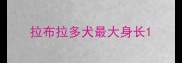 拉布拉多犬最大身长