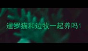 暹罗猫和边牧一起养吗