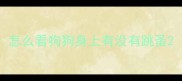 怎么看狗狗身上有没有跳蚤