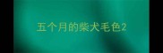 五个月的柴犬毛色