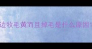边牧毛黄而且掉毛是什么原因