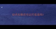 幼犬拉稀还可以打疫苗吗