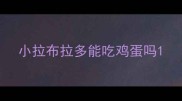 小拉布拉多能吃鸡蛋吗