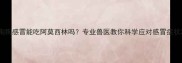 狗狗感冒能吃阿莫西林吗专业兽医教你科学应对感冒症状