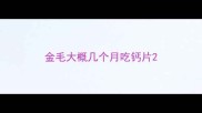 金毛大概几个月吃钙片