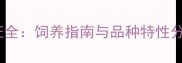 拉布拉多成年后性格特征全饲养指南与品种特性分析附行为训练技巧