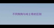 不同狗狗与哈士奇的区别