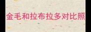 金毛和拉布拉多对比照