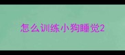 怎么训练小狗睡觉