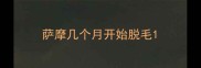 萨摩几个月开始脱毛