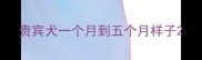 贵宾犬一个月到五个月样子