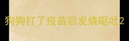 狗狗打了疫苗后发烧呕吐