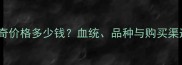 哈士奇价格多少钱血统品种与购买渠道全