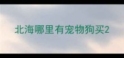 北海哪里有宠物狗买