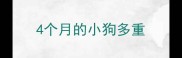 4个月的小狗多重