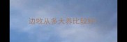 边牧从多大养比较好