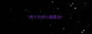 两个月的小猫震动