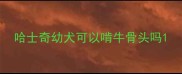 哈士奇幼犬可以啃牛骨头吗