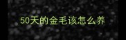 50天的金毛该怎么养