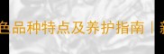 边境牧羊犬黄白色品种特点及养护指南新手必看全攻略