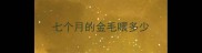 七个月的金毛喂多少