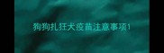 狗狗扎狂犬疫苗注意事项