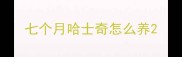 七个月哈士奇怎么养