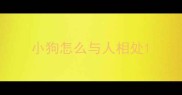 小狗怎么与人相处