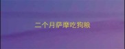 二个月萨摩吃狗粮