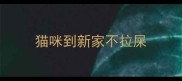 猫咪到新家不拉屎
