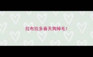 拉布拉多春天狗掉毛