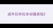 成年拉布拉多幼猫美短