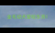 金毛幼犬爱咬东西