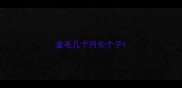 金毛几个月长个子