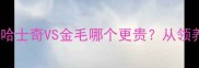 最新对比哈士奇VS金毛哪个更贵从领养到养护全