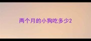 两个月的小狗吃多少
