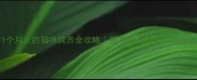 1个月大的猫咪饲养全攻略新手必看幼猫护理指南