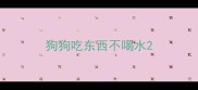 狗狗吃东西不喝水