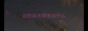 边牧幼犬喂食加什么