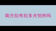 南方拉布拉多犬怕热吗