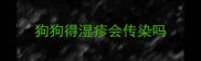 狗狗得湿疹会传染吗