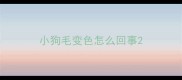 小狗毛变色怎么回事