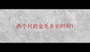 两个月的金毛多长时间