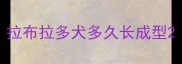 拉布拉多犬多久长成型