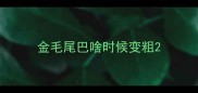 金毛尾巴啥时候变粗
