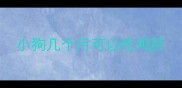 小狗几个月可以吃鸡肝