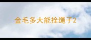 金毛多大能拴绳子