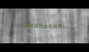 如何调理金毛肠胃