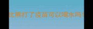 比熊打了疫苗可以喝水吗